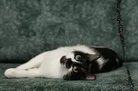 Анфиса - необыкновенно ласковая кошечка в дар! - Изображение #3, Объявление #768170