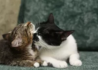 Анфиса - необыкновенно ласковая кошечка в дар! - Изображение #5, Объявление #768170