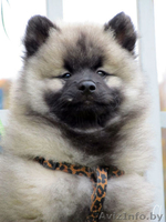 Щенки Кеесхонда/вольф шпица - Изображение #9, Объявление #158630