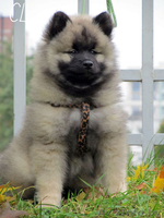 Щенки Кеесхонда/вольф шпица - Изображение #10, Объявление #158630