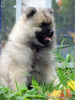 Щенки Кеесхонда/вольф шпица - Изображение #6, Объявление #158630