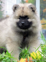 Щенки Кеесхонда/вольф шпица - Изображение #7, Объявление #158630