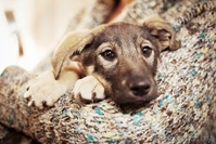 Герда-замечательный щенок!!! - Изображение #2, Объявление #778166