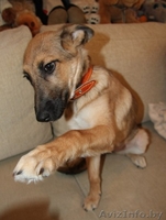 Хозяин,где же ты??? - Изображение #1, Объявление #773931