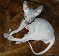 Котята ДОНСКОЙ СФИНКС - Изображение #9, Объявление #773846