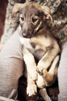 Герда-замечательный щенок!!! - Изображение #4, Объявление #778166