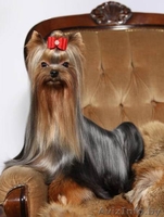 щенок йоркширского терьера, мальчик - Изображение #2, Объявление #767902