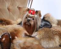 щенок йоркширского терьера, мальчик - Изображение #1, Объявление #767902