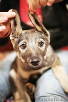 Герда-замечательный щенок!!! - Изображение #5, Объявление #778166