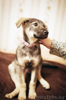 Герда-замечательный щенок!!! - Изображение #6, Объявление #778166