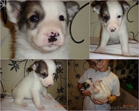 Всмотритесь в это чудо! - Изображение #2, Объявление #779004