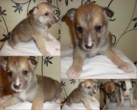 Всмотритесь в это чудо! - Изображение #1, Объявление #779004