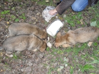 ПОМОГИТЕ ИМ !!! - Изображение #1, Объявление #777281