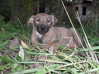 ПОМОГИТЕ ИМ !!! - Изображение #3, Объявление #777281