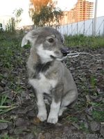 ПОМОГИТЕ ИМ !!! - Изображение #2, Объявление #777281