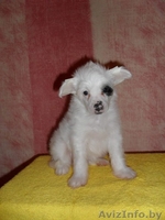 Китайская хохлая - Изображение #4, Объявление #767713