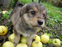 Два щеночка в дар - Изображение #3, Объявление #772482