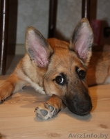 Хозяин,где же ты??? - Изображение #3, Объявление #773931