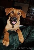 Собаки приюта в дар, в добрые руки! - Изображение #2, Объявление #534322