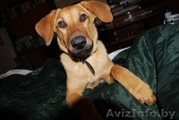 Знакомьтесь! Умница, прелесть и просто красавица - собачка Эльза, в дар, в добры - Изображение #2, Объявление #796485