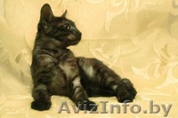 Очаровательный котик редкого дымчатого окраса в дар! - Изображение #3, Объявление #800055