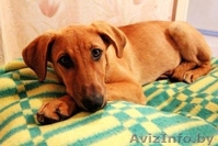 Знакомьтесь! Умница, прелесть и просто красавица - собачка Эльза, в дар, в добры - Изображение #3, Объявление #796485