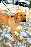 Знакомьтесь! Умница, прелесть и просто красавица - собачка Эльза, в дар, в добры - Изображение #4, Объявление #796485