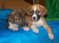 Метисики в добрые руки - Изображение #1, Объявление #800629