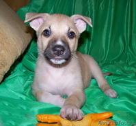 Метисики в добрые руки - Изображение #2, Объявление #800629