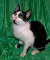 Полугодовалая кошечка в добрые руки - Изображение #1, Объявление #800639