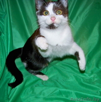 Полугодовалая кошечка в добрые руки - Изображение #2, Объявление #800639