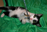 Полугодовалая кошечка в добрые руки - Изображение #3, Объявление #800639