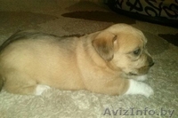 Чудный активный щенок - Изображение #2, Объявление #792022