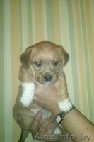 Чудный активный щенок - Изображение #1, Объявление #792022