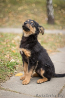 Невероятно ласковый и смышленый щенок - в дар! - Изображение #1, Объявление #794099