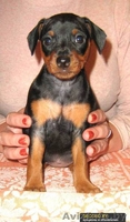Карликовый пинчер (Цвергпинчер), щенки - Изображение #2, Объявление #789980