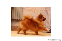 Щенки Померанский Шпиц - Изображение #2, Объявление #648964