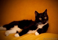 Красавец Тимошка в дар. - Изображение #1, Объявление #793938