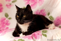 Красавец Тимошка в дар. - Изображение #2, Объявление #793938