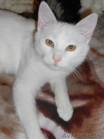 Белоснежный котик в дар! - Изображение #1, Объявление #799123
