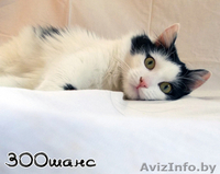 АСИЙ - бело-черный полупушистый красавец, 1,5 года, В ДАР - Изображение #4, Объявление #777072