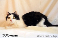АСИЙ - бело-черный полупушистый красавец, 1,5 года, В ДАР - Изображение #6, Объявление #777072