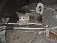 Срочно! Котятам грозит опасность! Помогите! - Изображение #1, Объявление #792419