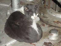 Срочно! Котятам грозит опасность! Помогите! - Изображение #2, Объявление #792419