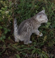 бенгальские леопардики - Изображение #1, Объявление #788702