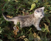 бенгальские леопардики - Изображение #2, Объявление #788702