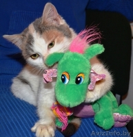 Трехцветная кошечка-подросток в добрые руки! - Изображение #4, Объявление #791822