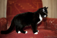 Малышка непоседа в дар. - Изображение #2, Объявление #793944