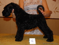 КЕРРИ-БЛЮ-ТЕРЬЕР - Изображение #3, Объявление #787453