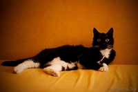 Красавец Тимошка в дар. - Изображение #3, Объявление #793938